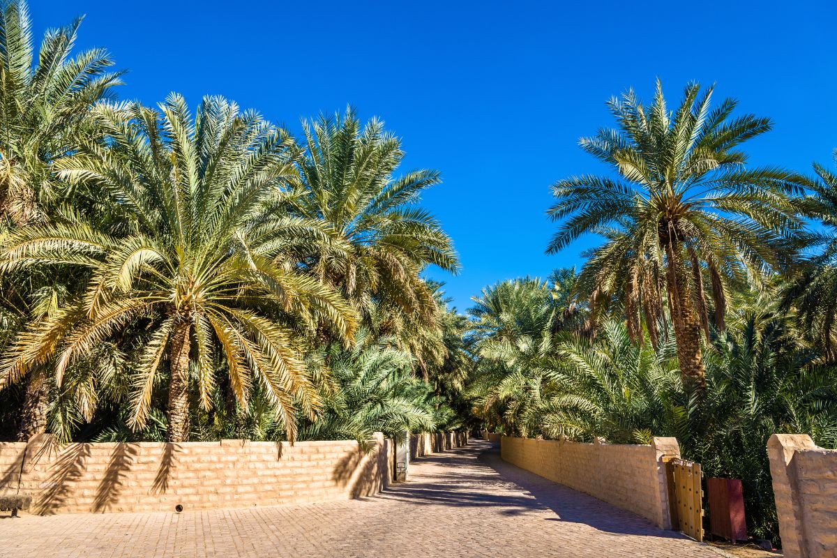 A view of Al Ain Oasis featuring palm trees and the blue sky