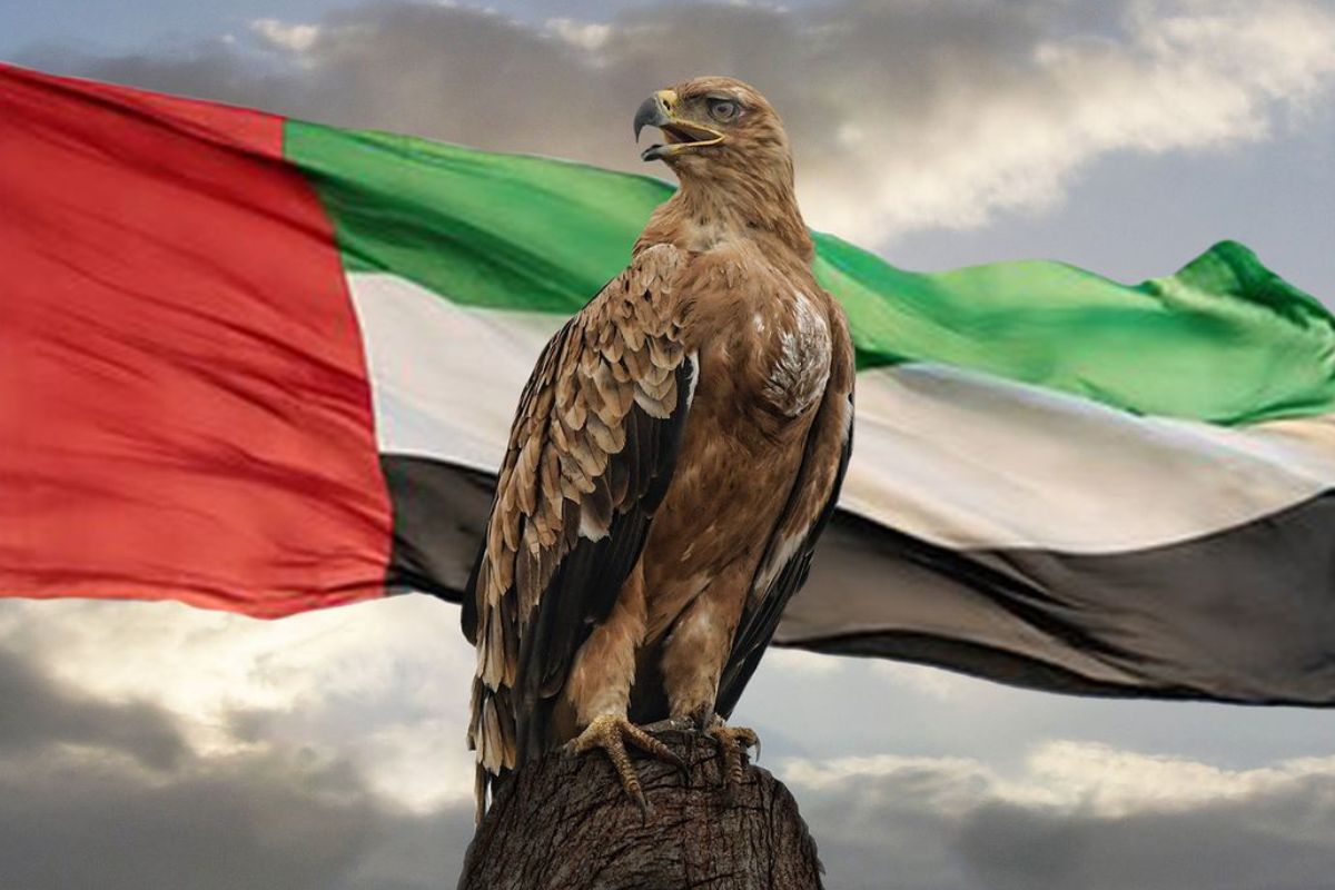 Falconry season back in Abu Dhabi