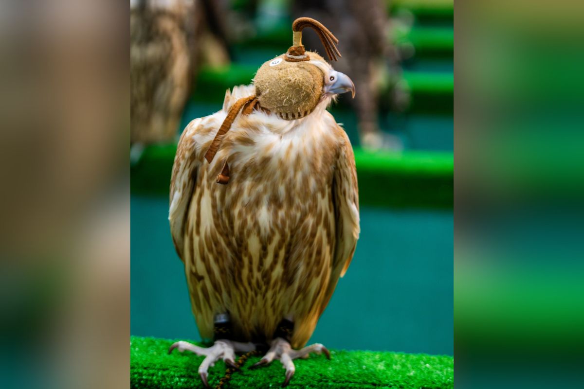 Falconry season is back in Abu Dhabi: EAD announces the dates for 2024-2025