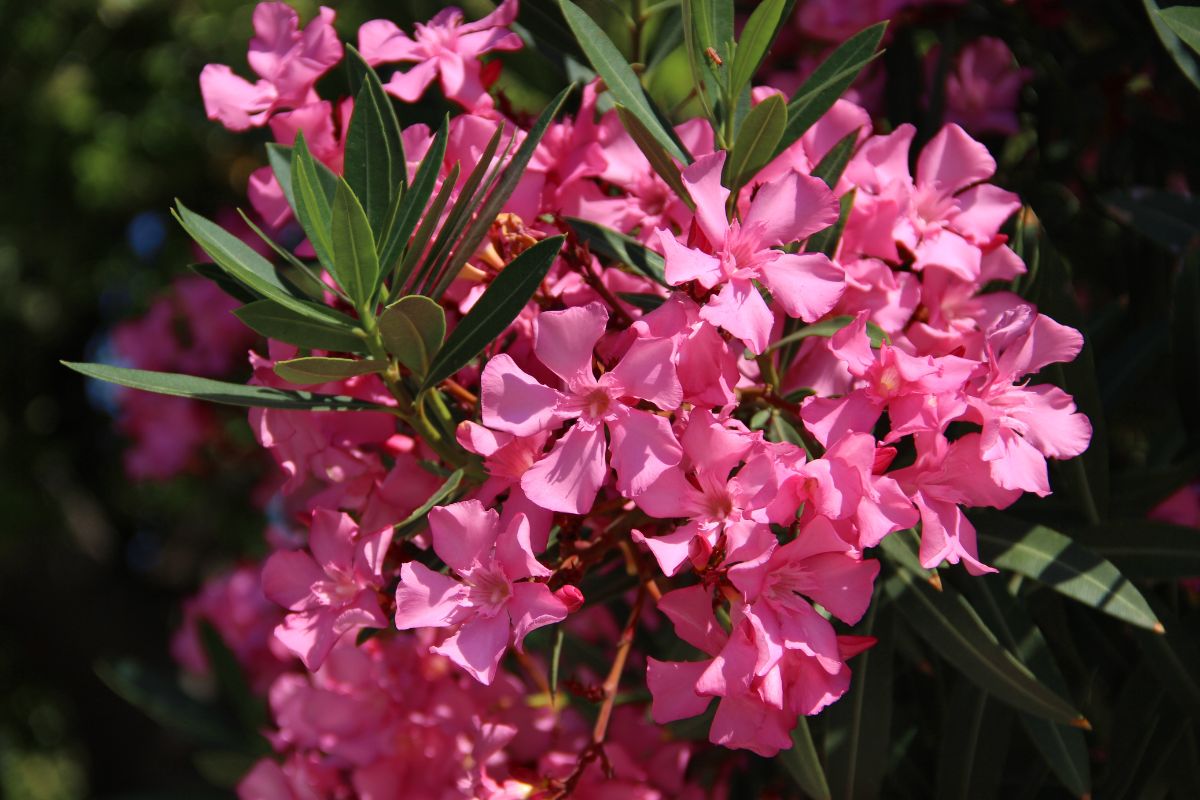 Abu dhabi bans cultivation of Oleander flower