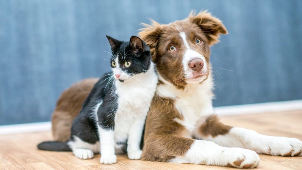 Royal Pet Festival 
