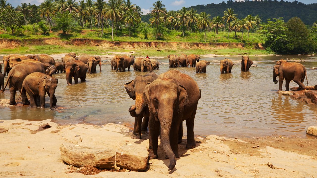 sri lankan elephants