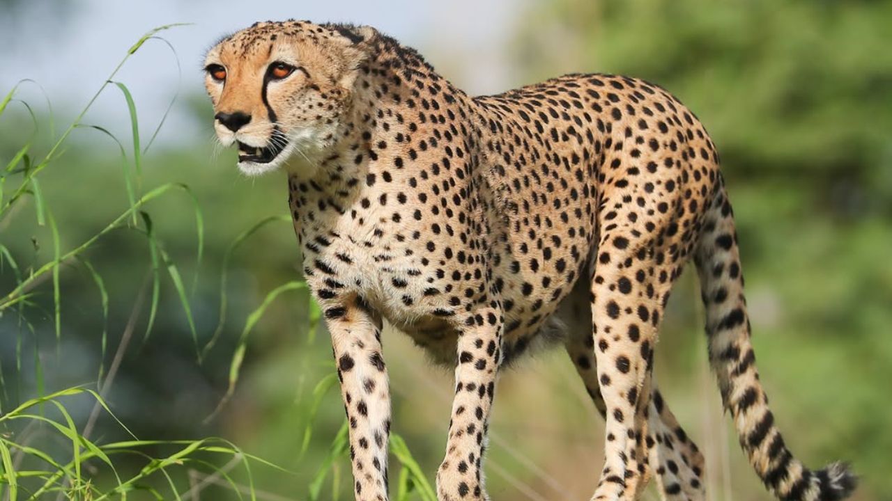 al ain zoo free for 60 years old and above