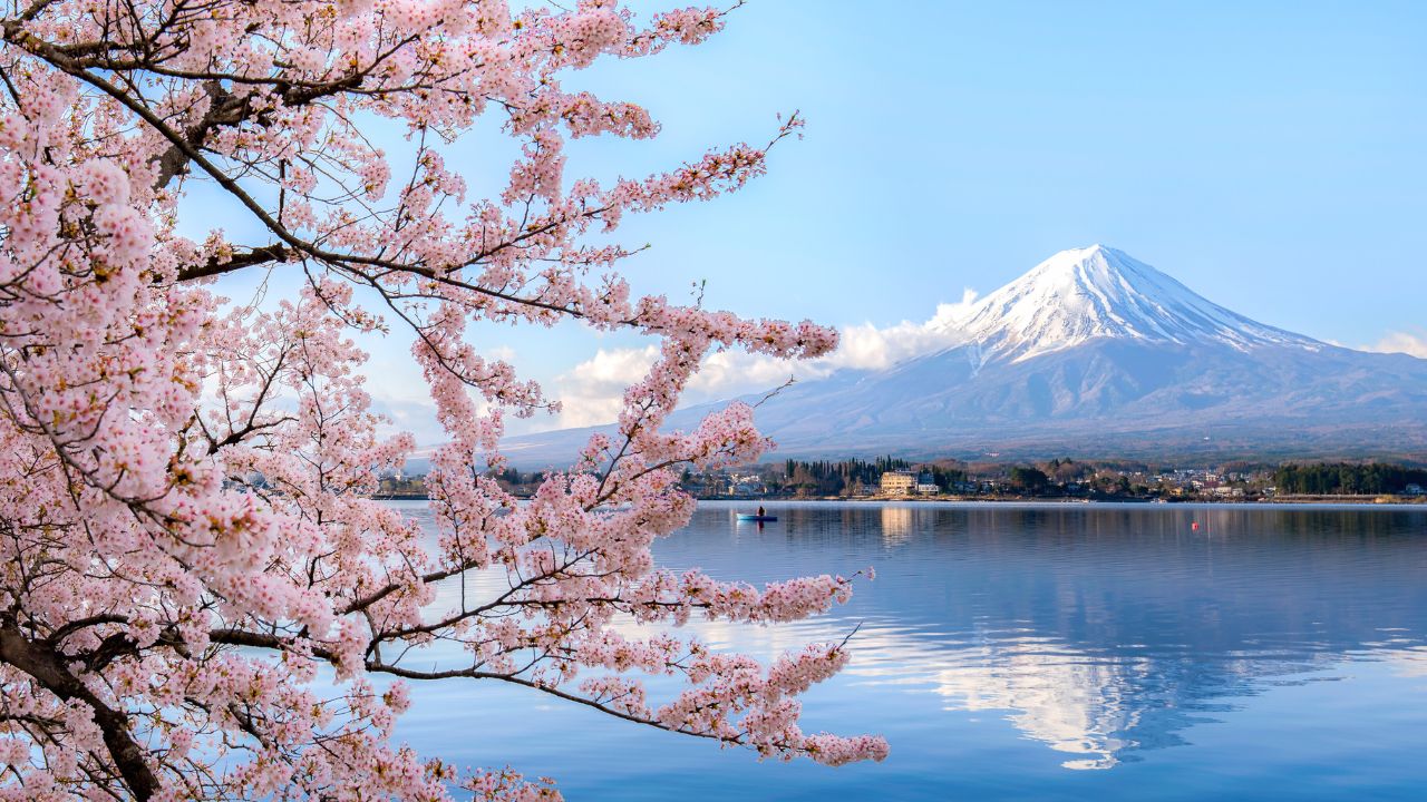 cherry blossoms in japan 