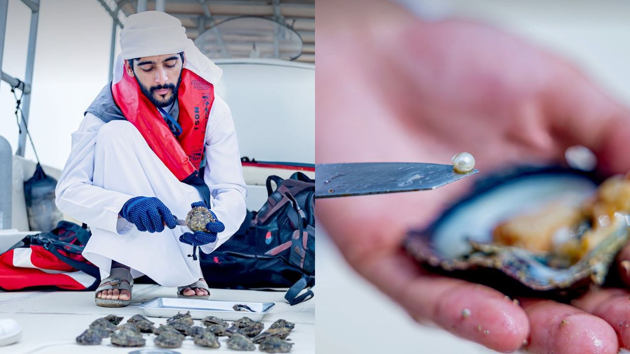 EAD launches ambitious oyster restoration plan