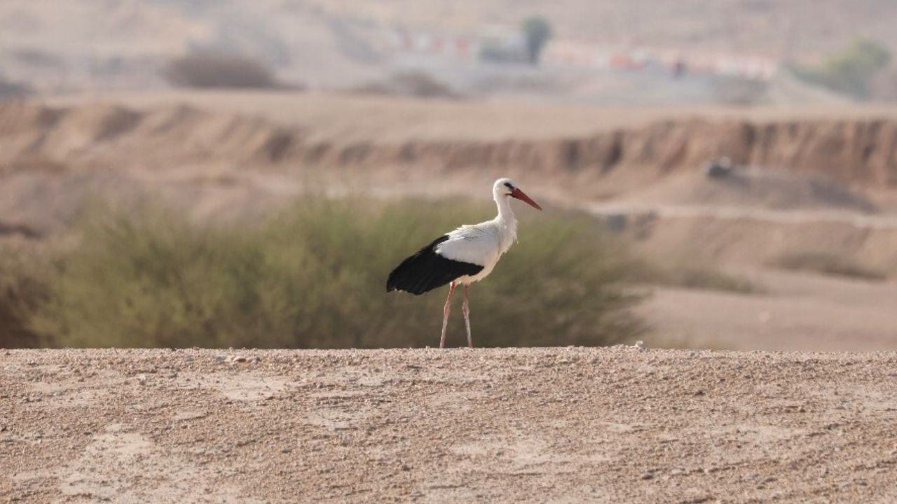 al ain zoo white stork bird