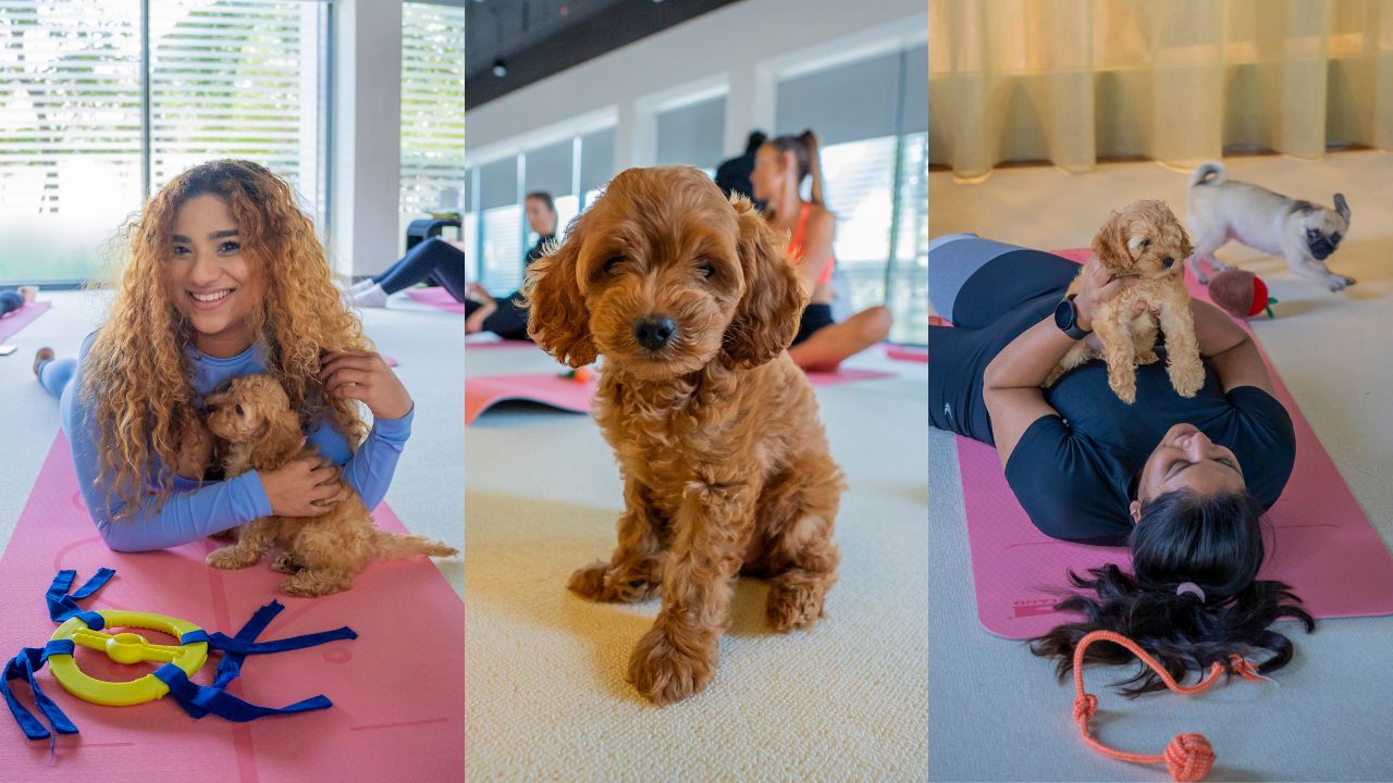puppy yoga at jumeirah at saadiyat