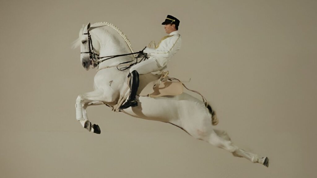 ‏Abu Dhabi Royal Equestrian Arts is officially opening very soon in jubail