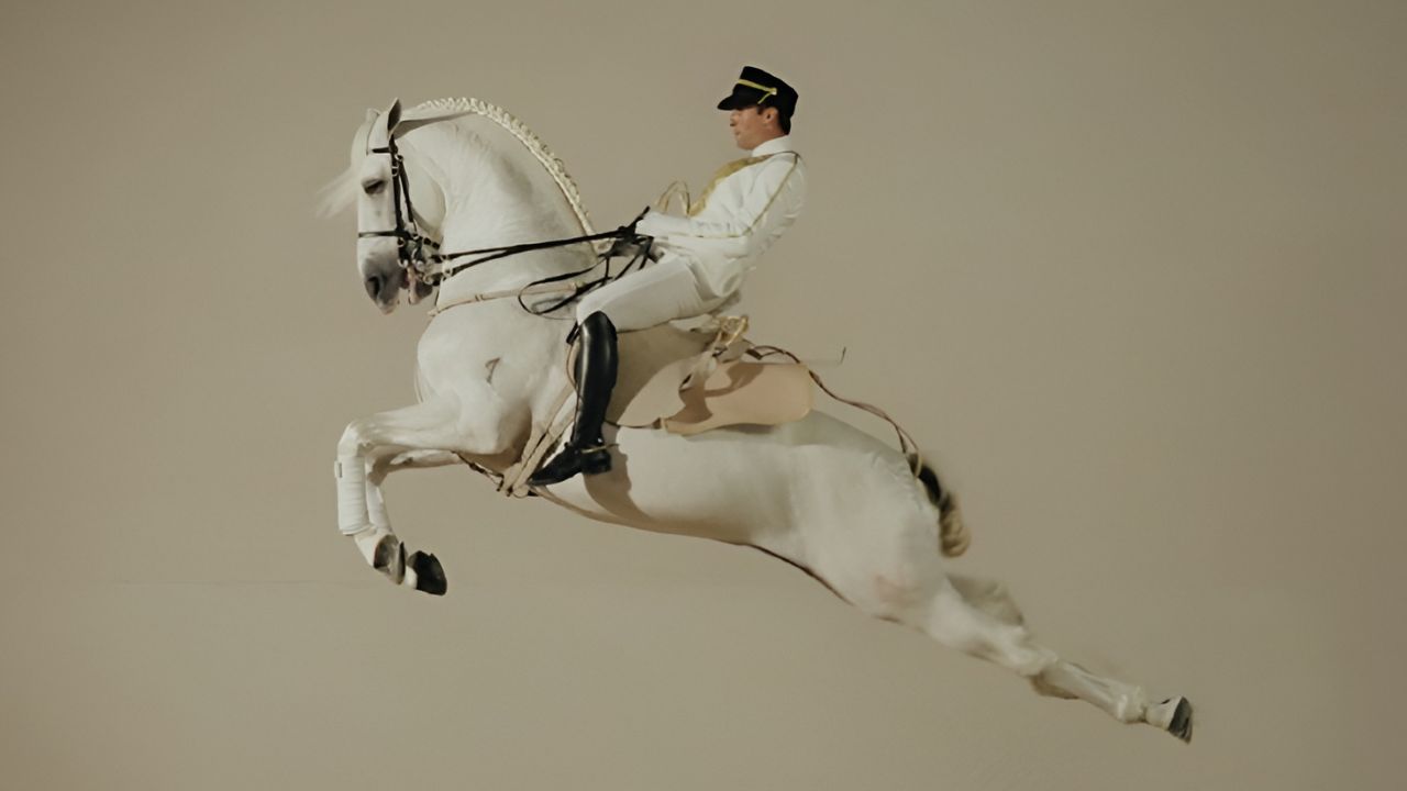 ‏Abu Dhabi Royal Equestrian Arts is officially opening very soon in jubail
