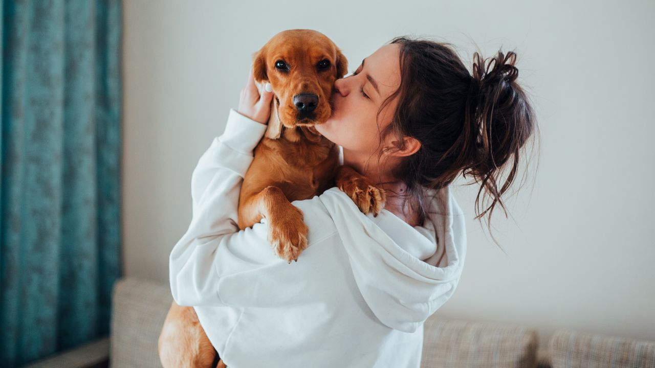 pet journey relocation services