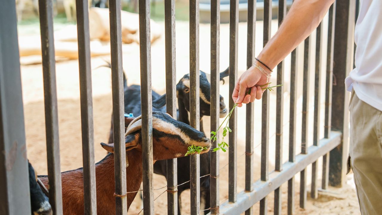 Umm Al Emarat Winter season line up this 2025