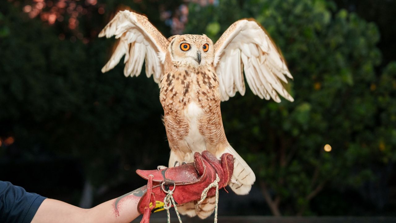 Umm Al Emarat Park - Season 2025-2026 owl