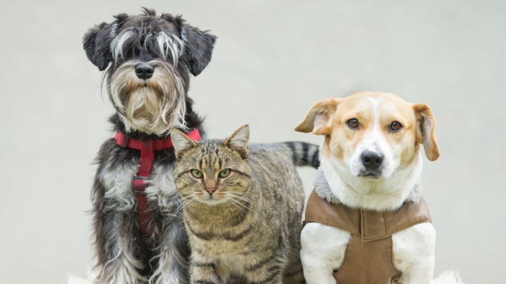 Pet Lovers’ Gathering
