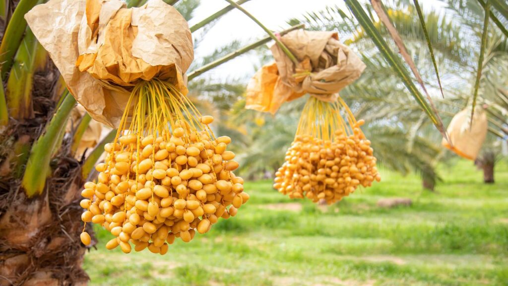 Date harvesting