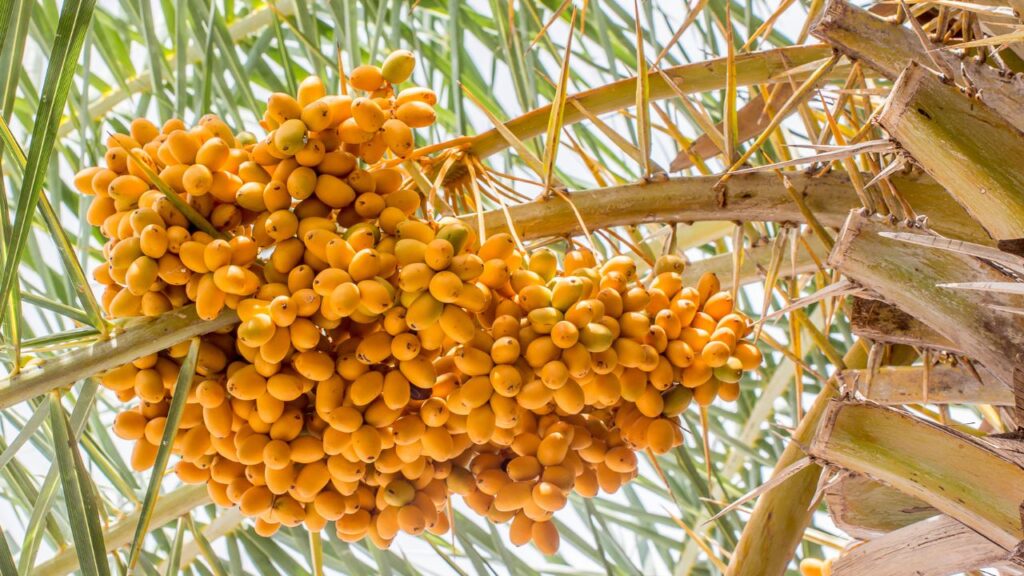 Abu Dhabi Date Palm Exhibition 2026