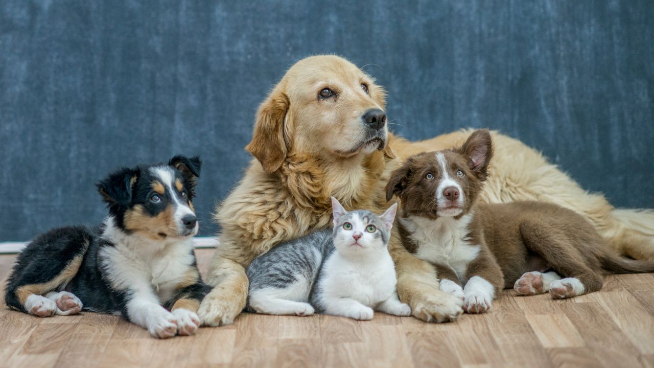 cats and dogs hanging out