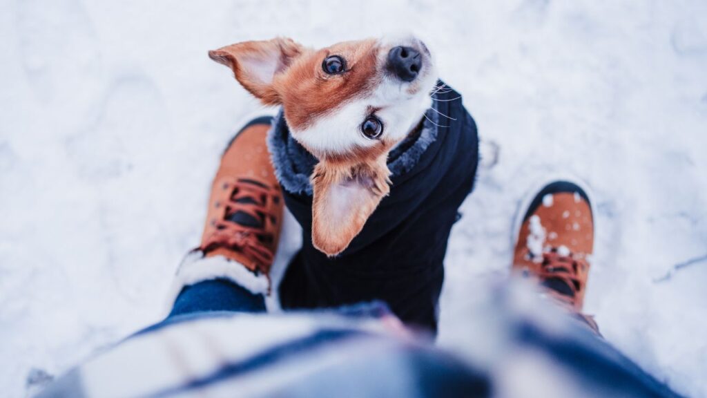 dog looking at owner in the snow