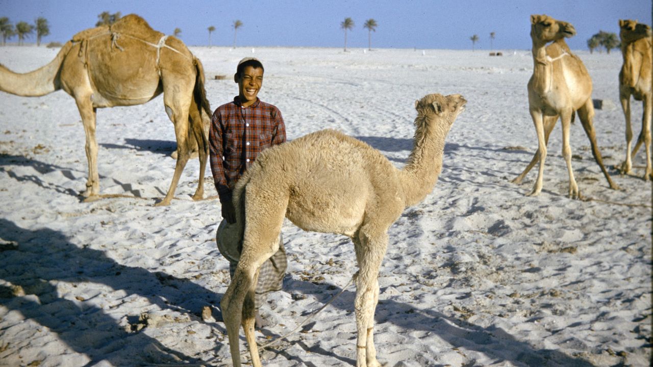 Zayed National Museum's new exhibition is all about camels – and it goes  back 7,000 years - Yalla Abu Dhabi Life