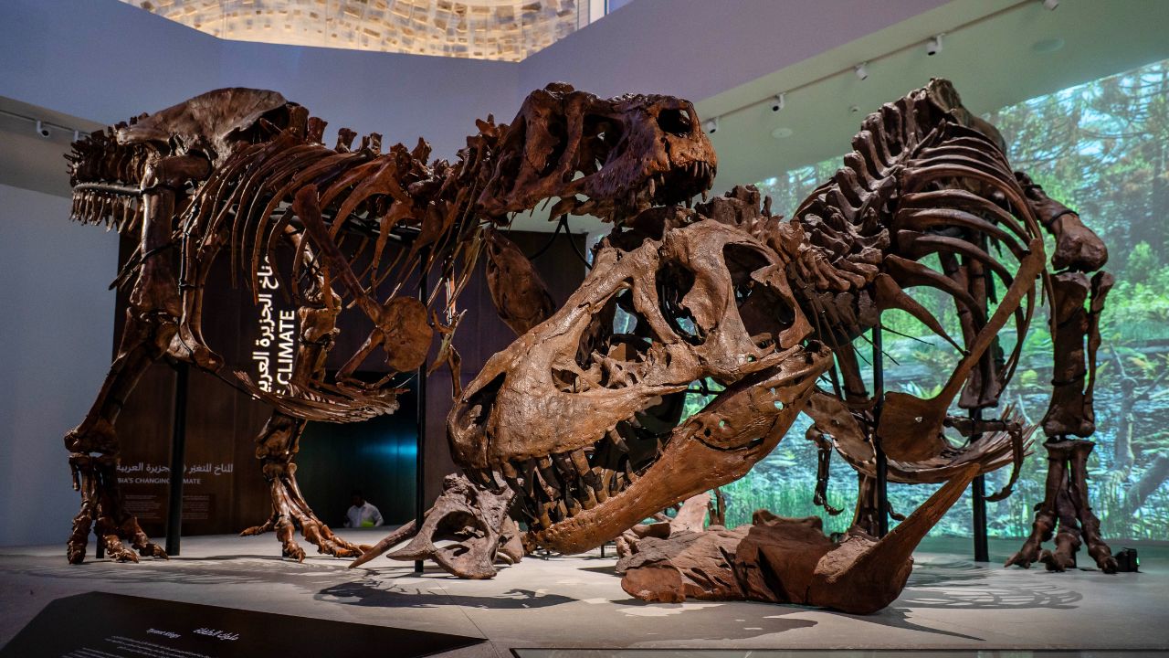 dinosaur bones at natural history museum