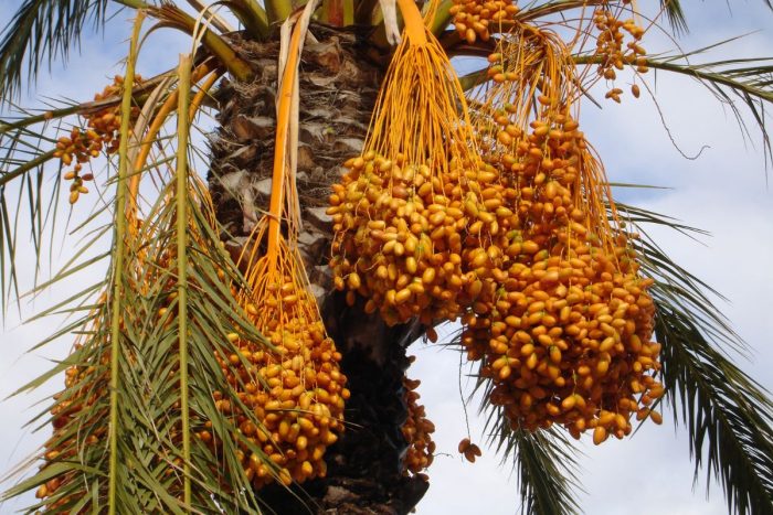 Date tree with fresh dates dangling and ready to be harvested at the Liwa Date Festival in Abu Dhabi