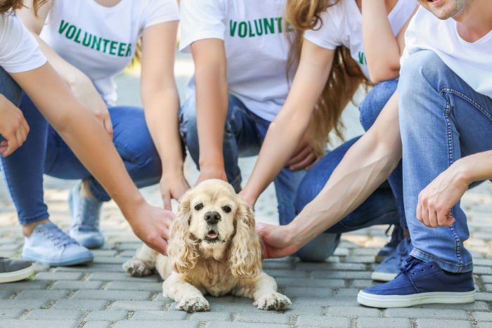 Dog protection awareness campaign Abu Dhabi