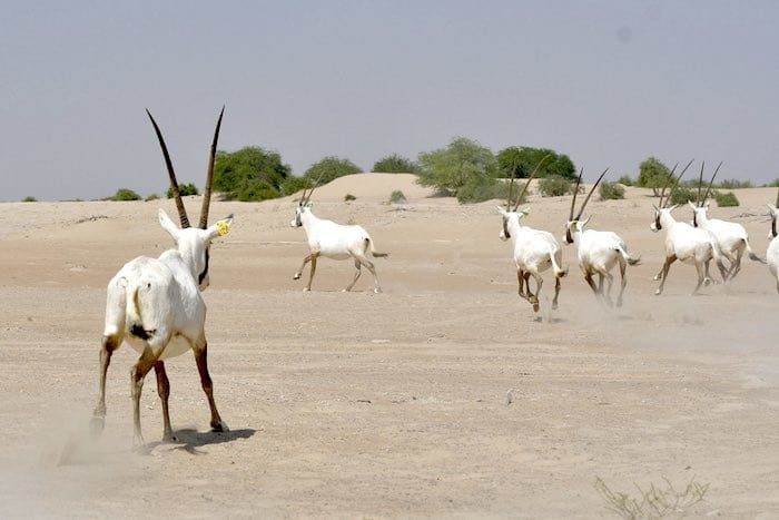 EAD Releases a New Group of Arabian Oryx in the Houbara Protected Area[1] copy