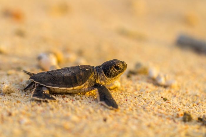 Over 300 Hawksbill turtles hatch at EGA’s Al Taweelah beach