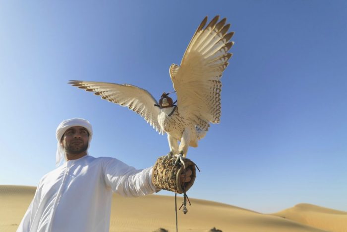 Falcon in Abu Dhabi