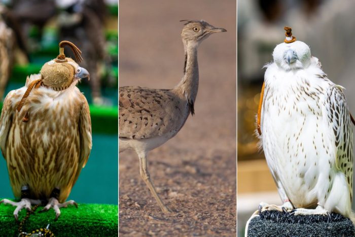 Falconry in the UAE