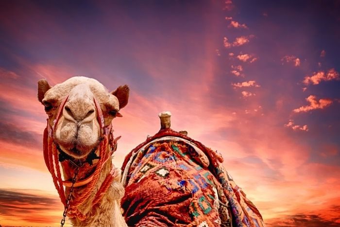 A fabulous five-star camel hotel has opened