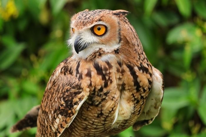 Owl in Abu Dhabi Animal pop-up umm al emarat park