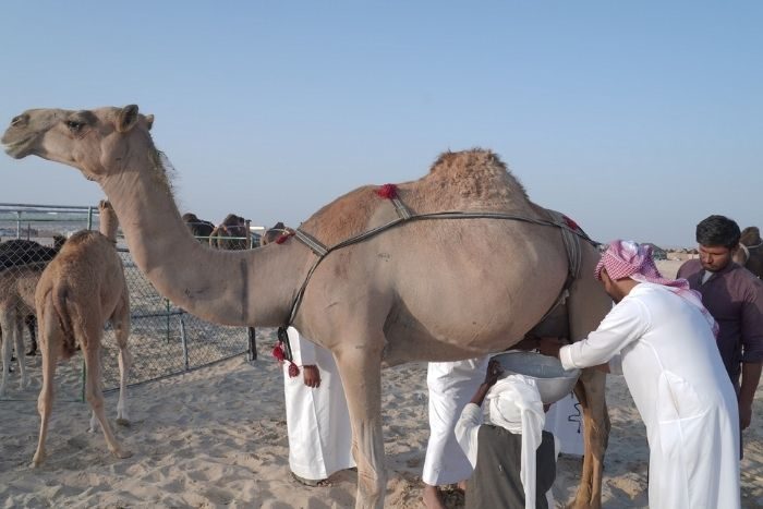 camel milking festival