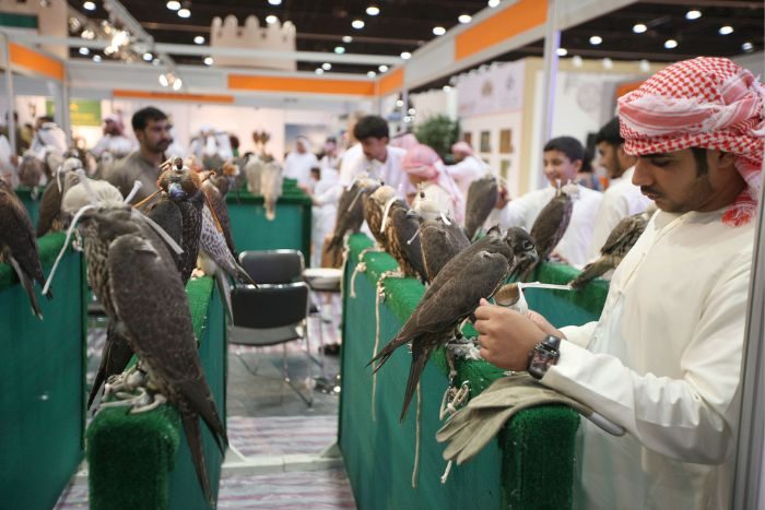 Abu Dhabi falcon competition