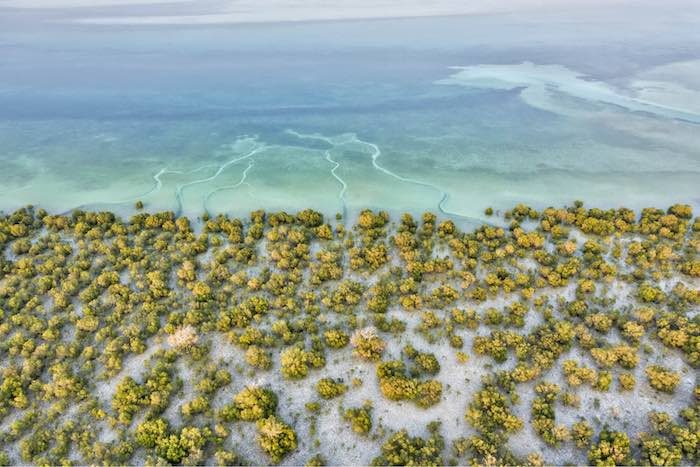 Frame 6_Mangroves copy