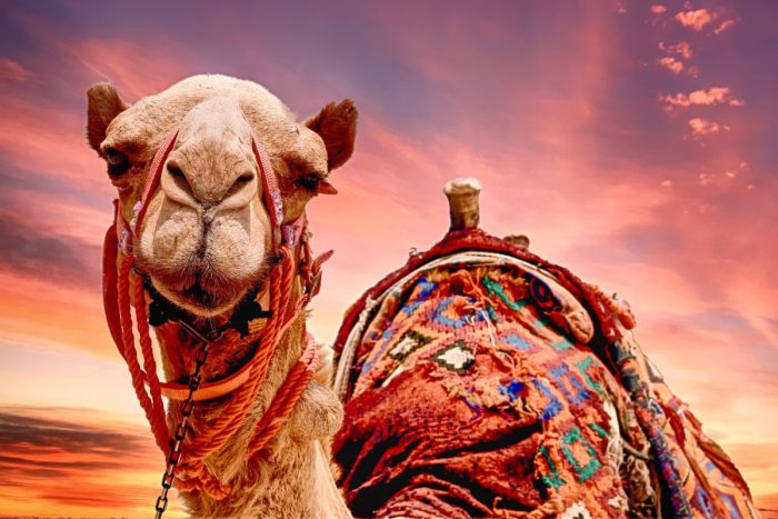 Interesting facts about camels in Abu Dhabi