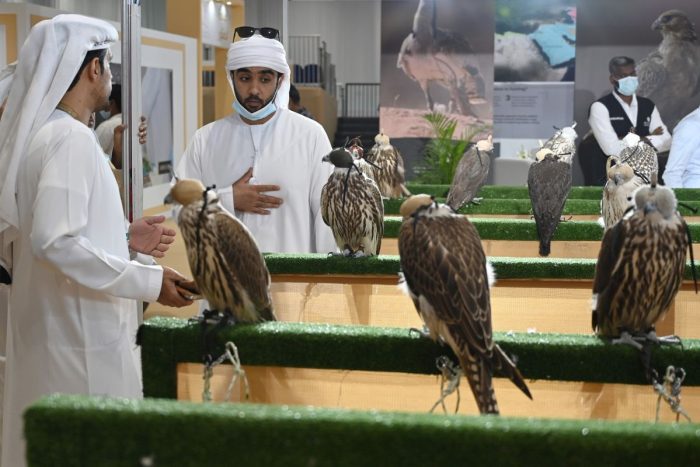 Most Beautiful Falcon Hood competition at ADIHEX 2023
