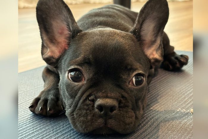 Puppy doing yoga at Saadiyat Island