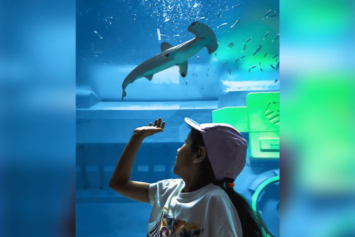 A kid watching a hammerhead shark at SeaWorld Abu Dhabi