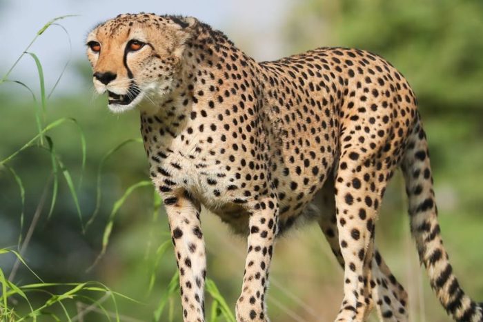 al ain zoo free for 60 years old and above