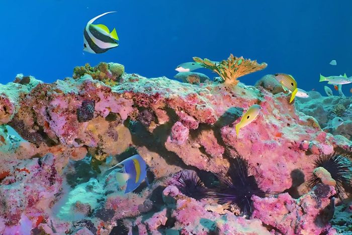 Abu Dhabi launches Middle East’s largest coral garden project
