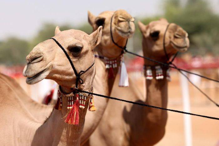 Al Dhafra Festival